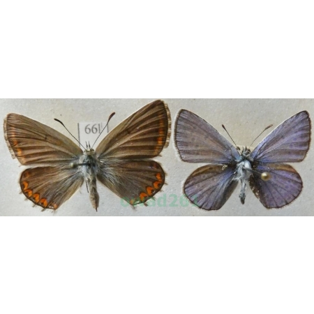 Polyommatus icarus (Rottemburg, 1775) pair Modraszek ikar Czech66l